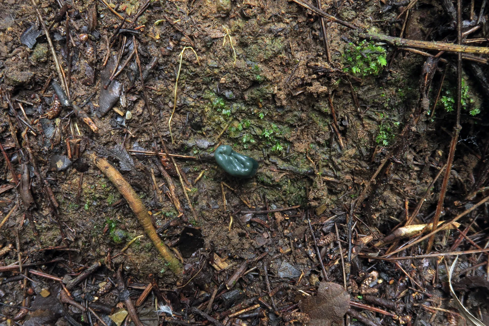 Microglossum clavatum - 1 - IMG_4997